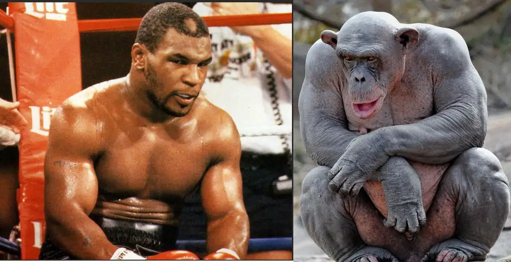 Looking at who would win between an MMA fighter Vs a Chimp BudoDragon